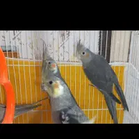 عروس هلندی نر ماده