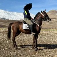 اسب نریون یکسر عرب خوش تیپ