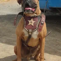 سگ باکسر