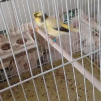 قناری نر ابلغ گلاستر تن نخورده درشت و خونگی|پرنده|آران و بیدگل, |دیوار