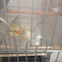 جوجه عروس هلندی 3ماهه|پرنده|تفت, |دیوار