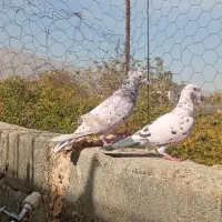 سرور و پلاکی|پرنده|حمیدیا, |دیوار