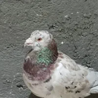 هفت رنگ نر پرشی