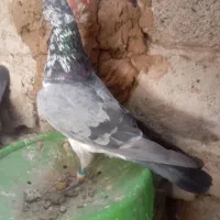کبوتر