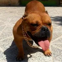 امریکن بولی پاکت سایز فوق حرفه ای|سگ|تهران, قیطریه|دیوار