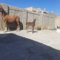 اسب|اسب و تجهیزات اسب‌سواری|مرودشت, ژیان|دیوار