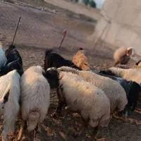 میش چاق بز چاق میش داشت|حیوانات مزرعه|خرم‌آباد, |دیوار
