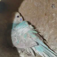 گروه پرندگان زینتی عروس مرغ عشق کوتوله فنچ قناری