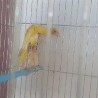 قناری|پرنده|نجفآباد, ویلاشهر|دیوار