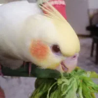 عروس هلندی گم شده|حیوانات|رشت, توشیبا|دیوار