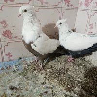 کبوتر|پرنده|آباده, |دیوار