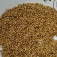 بذر قره یونچه