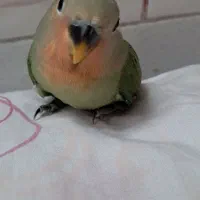 طوطی کوتوله