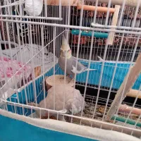 یک جفت عروس هلندی نرو ماده باقفس لونه|پرنده|اراک, |دیوار