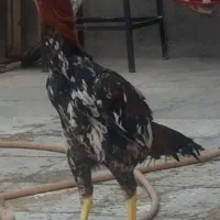 لاری|حیوانات مزرعه|قزوین, |دیوار