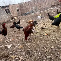 مرغ خروس لاری|حیوانات مزرعه|مشهد, فرخد|دیوار