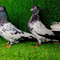 کبوتر کله سیاه|پرنده|آق قلا, |دیوار