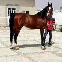 مادیان یک سر عرب|اسب و تجهیزات اسب‌سواری|تهران, شهرک آزادی|دیوار
