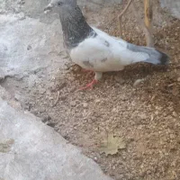 کبوتر