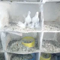 اویناخ لوطی|پرنده|اهر, |دیوار