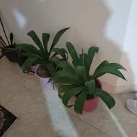 تمامی وسیله منزل فروشی درحدنو هستن|حراج|گرمسار, |دیوار