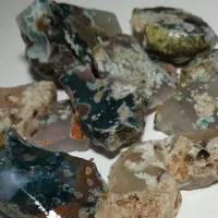 شجر هفت رنگ خاص