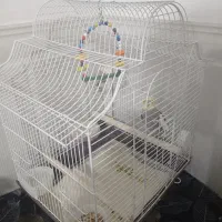 عروس هلندی|پرنده|قرچک, امین آباد|دیوار