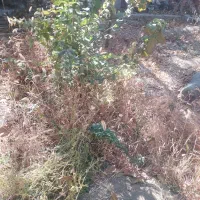 نظافت.منزل.راه پله باباامیرونگین ثبت 425312771|خدمات نظافت|دماوند, دماوند|دیوار