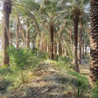 قطع نخل وبرش مخ|خدمات باغبانی و درختکاری|بندر گناوه, |دیوار