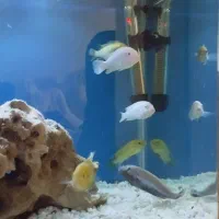 ماهی گوشت خوار|ماهی|پاکدشت, شهرک امام رضا|دیوار