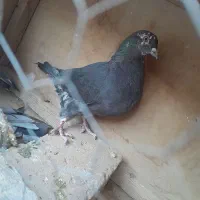 کفتر نر دورگه اصل مسافتی و یک کفتر پرشی|پرنده|شاهرود, |دیوار