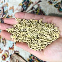 برنج دمسیاه