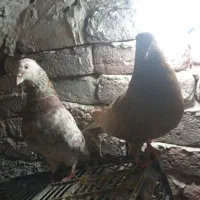 یک جفت ماده زرد نرش سرول دم سفید|پرنده|بروجرد, |دیوار