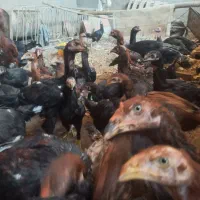 جوجه لاری|حیوانات مزرعه|یزد, |دیوار