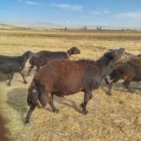 قوچ میش بره