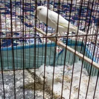 قناری ماده|پرنده|پاکدشت, پاکدشت (مامازند)|دیوار