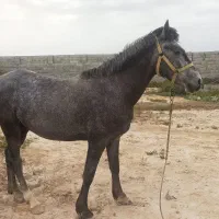 اسب|اسب و تجهیزات اسب‌سواری|شبانکاره, |دیوار