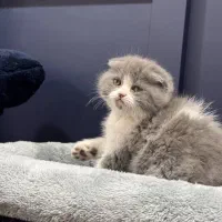 بچه گربه های مستقر در شیراز|گربه|شیراز, فرگاز|دیوار