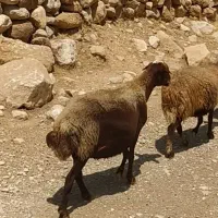 گوسفند دزدیده شده|حیوانات|اندیمشک, |دیوار