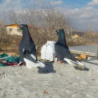 پرنده|پرنده|آبگرم, |دیوار