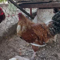 پاپری برهما خروس محلی|حیوانات مزرعه|پاکدشت, پاکدشت (مامازند)|دیوار