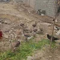 قوغاز|حیوانات مزرعه|شهریار, شهرک بهاران (ویره)|دیوار