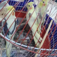 طوطی عروس دوکت|پرنده|رشت, آب آسیاب|دیوار