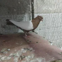 سینه سیاه سینه زرد هردوتانر|پرنده|تربت جام, شاد|دیوار