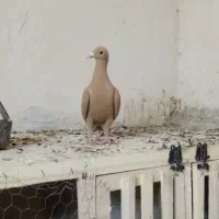 ماده زرد کرمونی درجه یک|پرنده|تربتحیدریه, سرمحله|دیوار