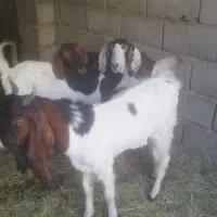 دو عدد گیسیه جمل زا بسیار عال|حیوانات مزرعه|ریگان, |دیوار