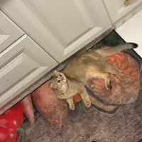 جهت جفتگیری با گربه ماده
