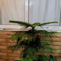 کاج مطبق یک و نیم متر|گل و گیاه طبیعی|ابریشم, |دیوار