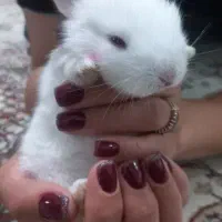 خرگوش چلوندنی و لوپ|موش و خرگوش|ساری, |دیوار