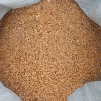 گندم تمیز دیم